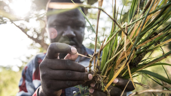 A man examines black fly larvae found near the the Agogo river in northern Uganda.