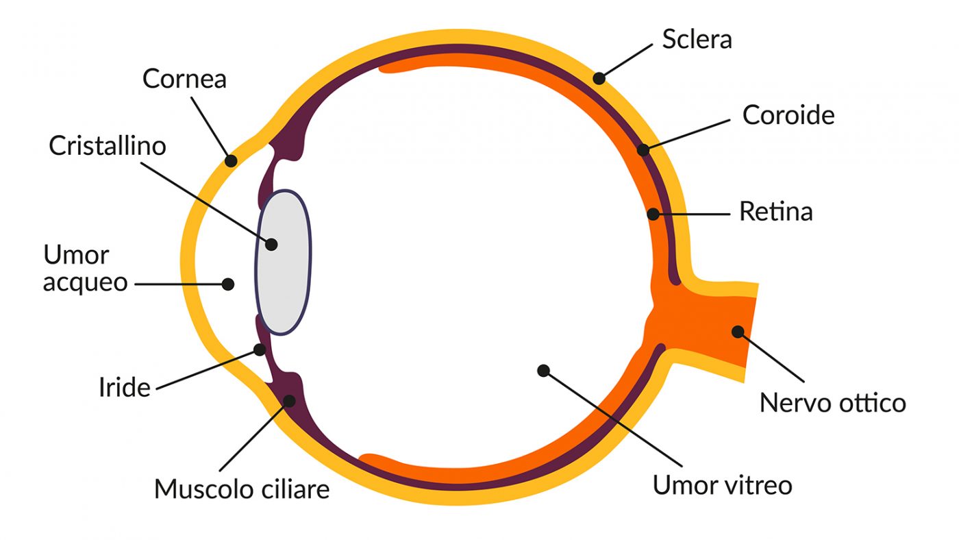 A diagram showing the parts of the eye, including the cornea, lens, iris and ciliary muscle at the front of the eye, plus the aqueous humour. At the rear, it shows the sclera, choroid, retina and optic nerve. The vitreous humour is in the centre.