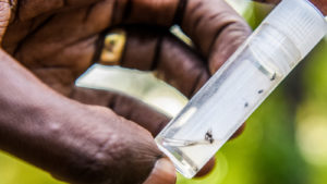 A close-up of the flies that spread river blindness.